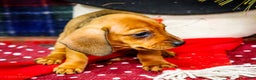 Miniature Dachshund dogs for sale: Tootsie - Ad 3