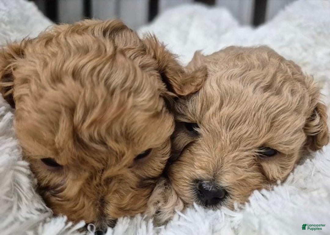 Maltipoo dogs for sale: Billy - Ad 14