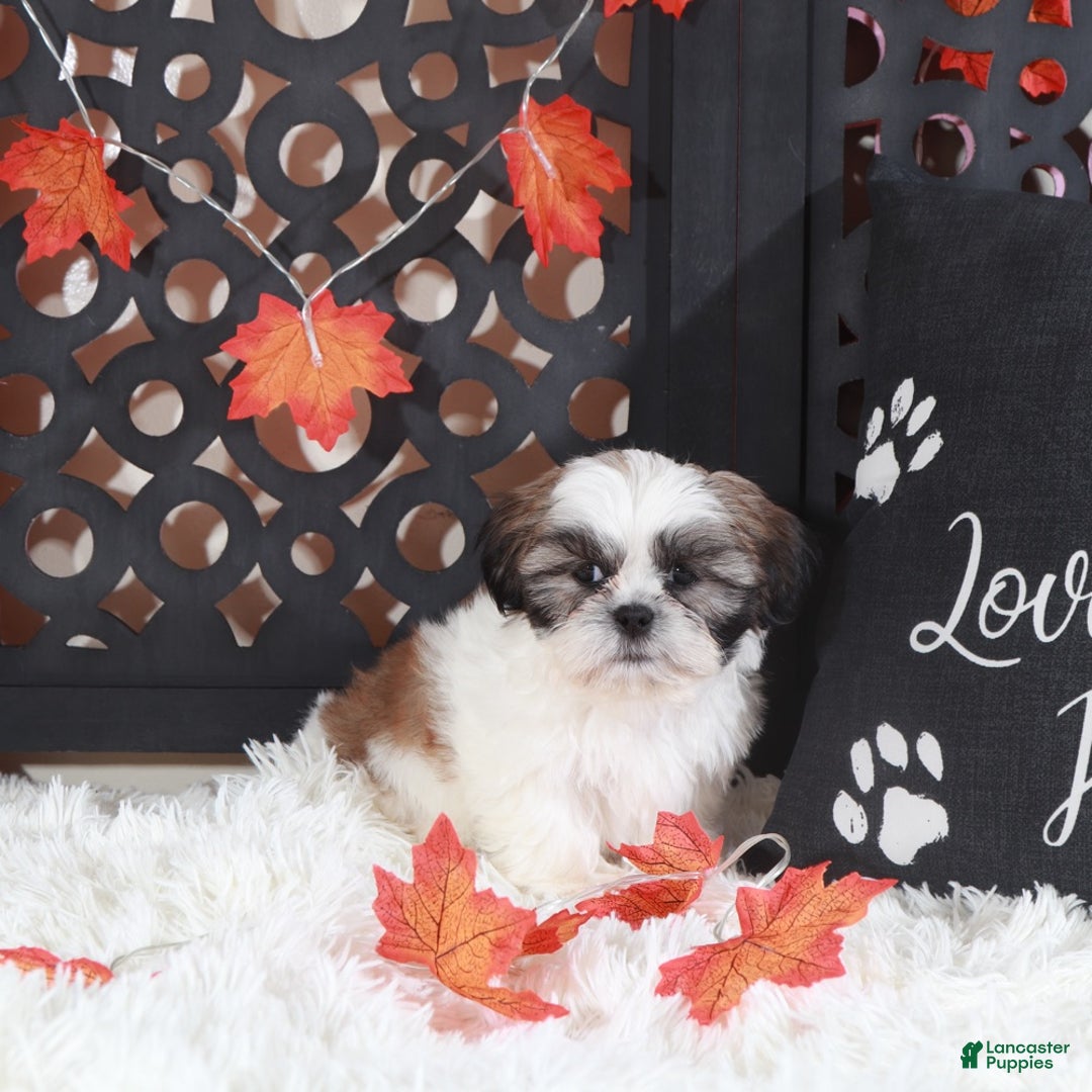 Shih Tzu dogs for sale: Noah - Ad 2