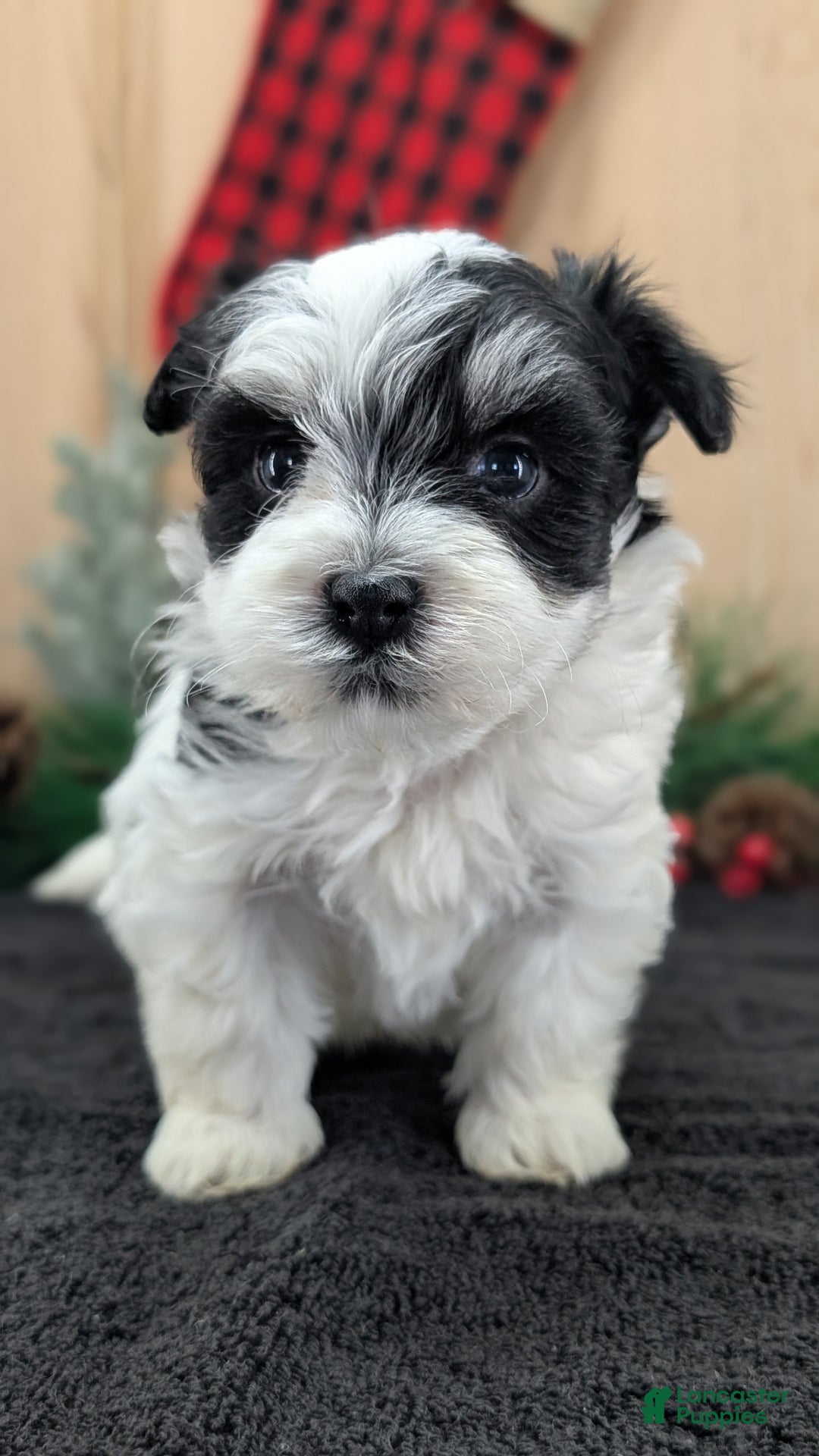 Havanese dogs for sale: Ziggy  - Ad 2