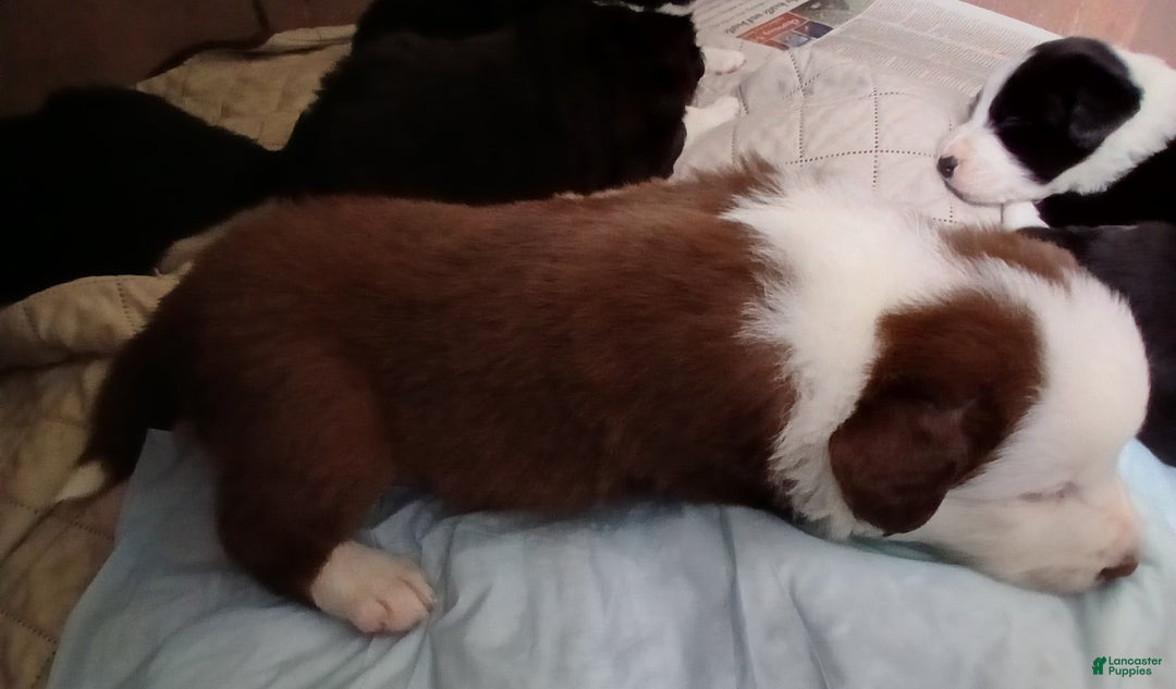 Mixed Breed dogs for sale:  Border Collie Blend - Ad 3