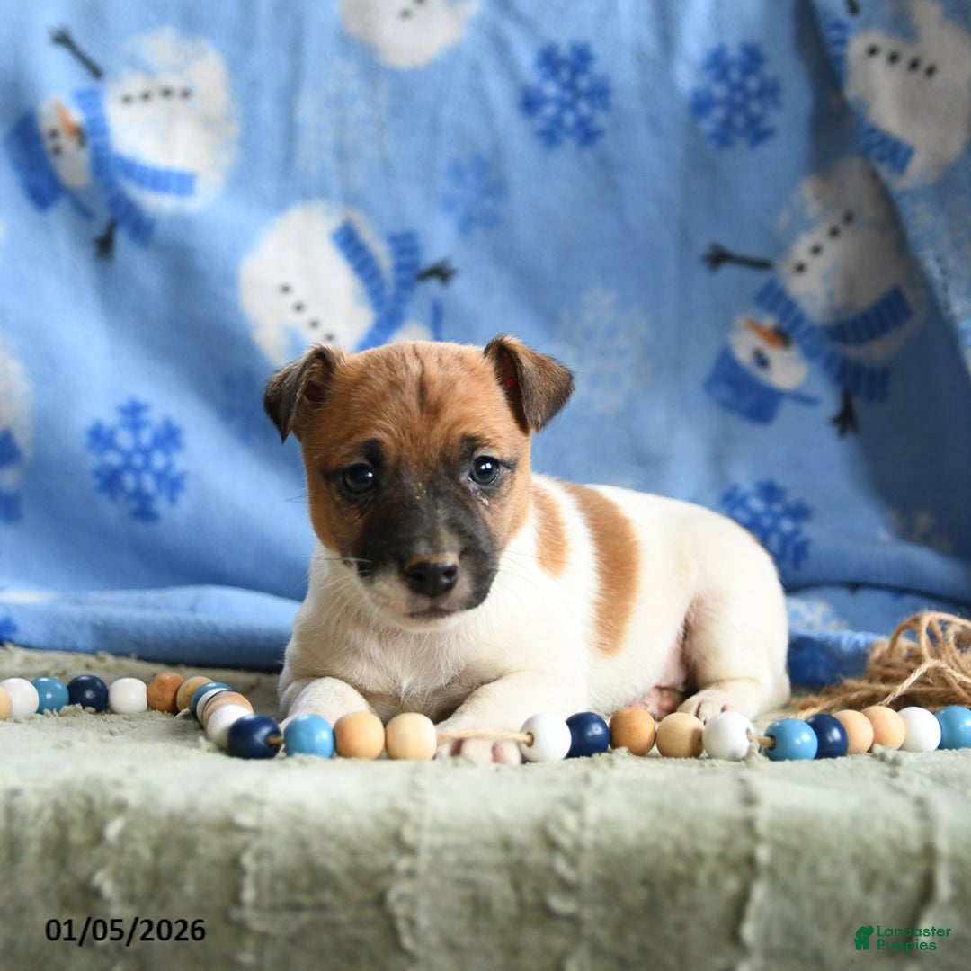 Jack Russell Terrier dogs for sale: Pepper - Ad 3