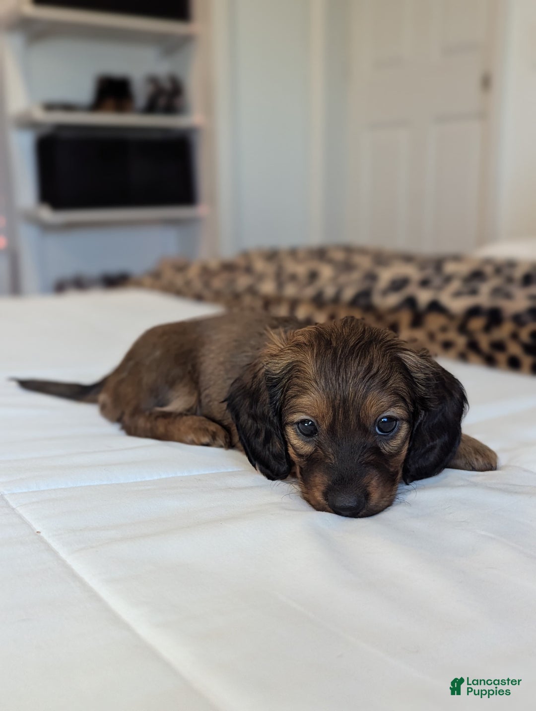 Dachshund dogs for sale: Blossom  - Ad 2
