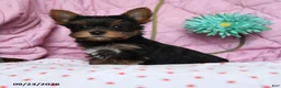 Yorkshire Terrier dogs for sale: Pepper - Ad 3