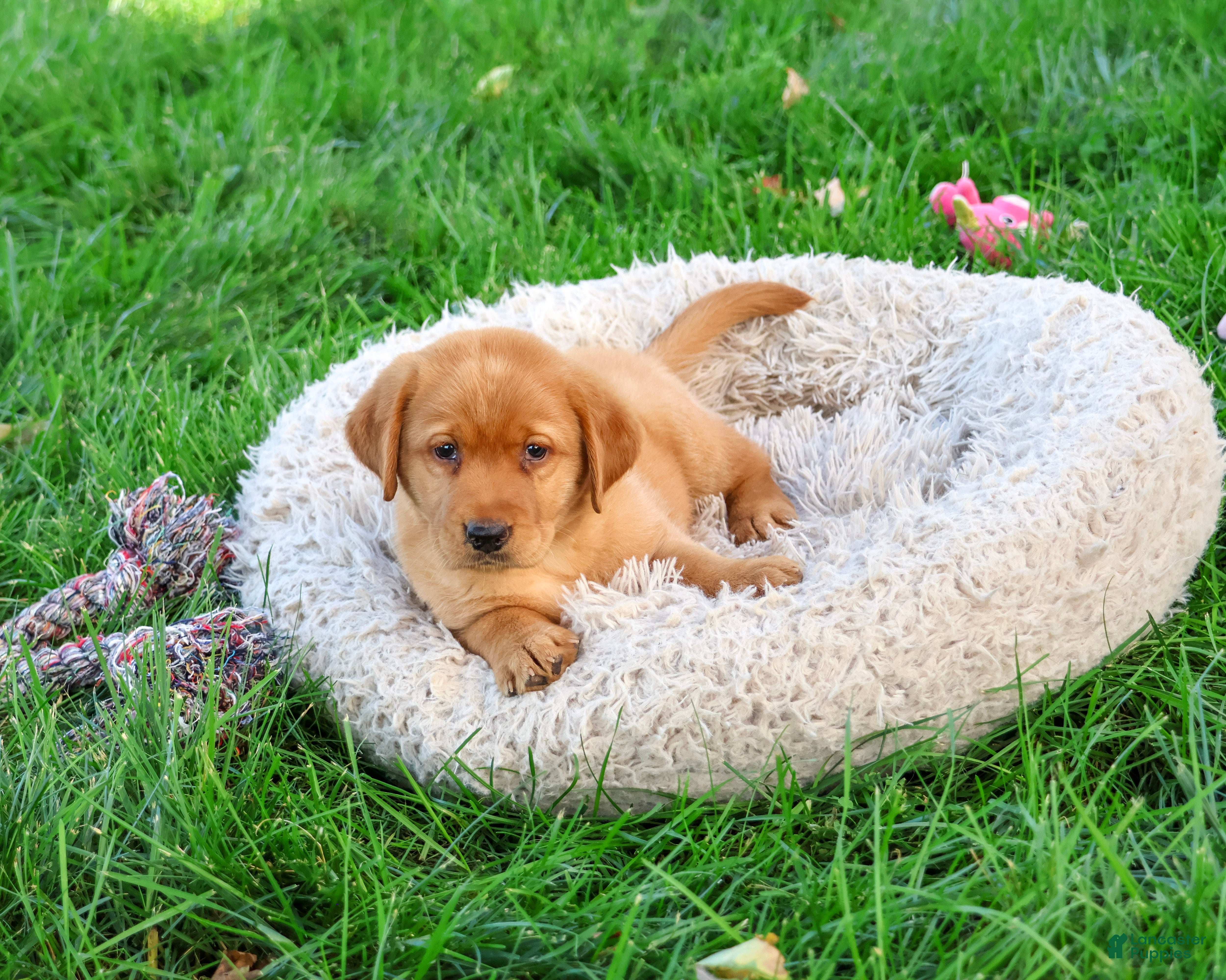 Labrador Retriever dogs Claudia - Ad 41