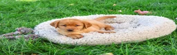 Labrador Retriever dogs for sale: Claudia - Ad 1