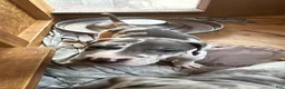 Great Dane dogs for sale: Huey Lewis - Ad 3