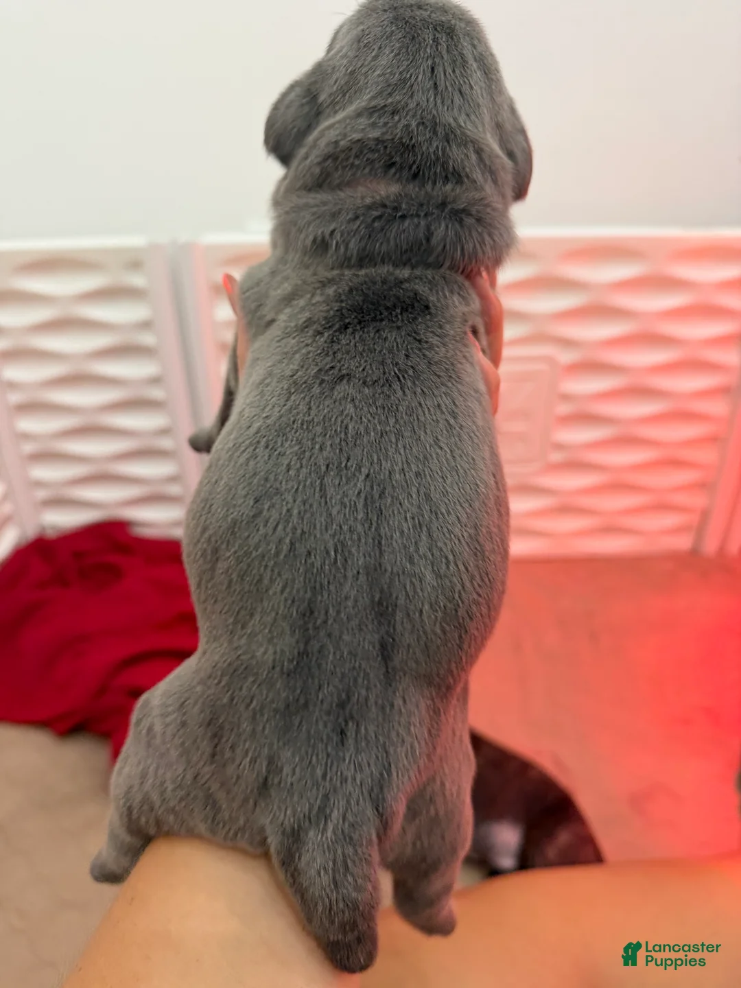 Cane Corso dogs for sale: Teal Collar - Maria - Ad 2