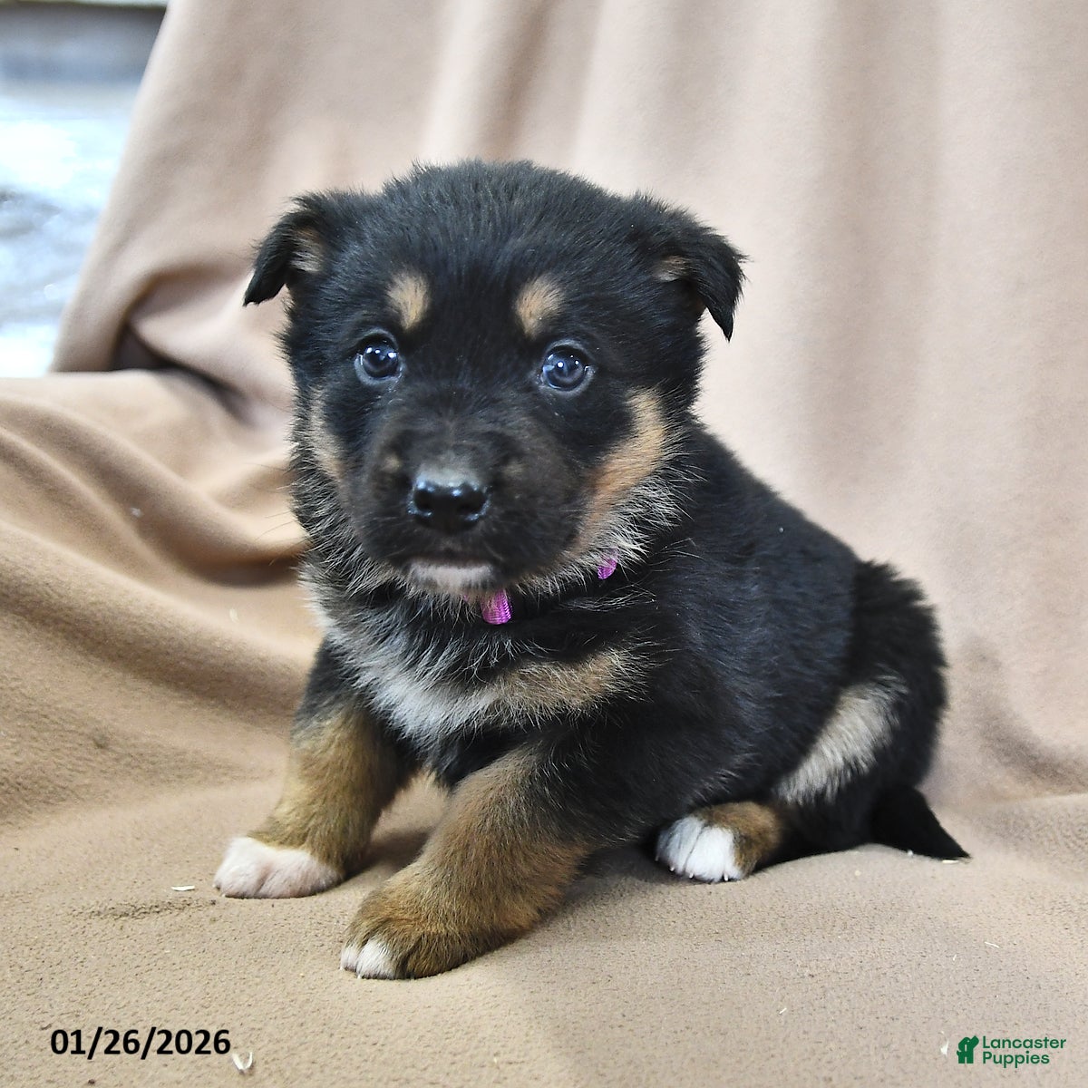 Mixed Breed dogs Heidi  - Ad 26