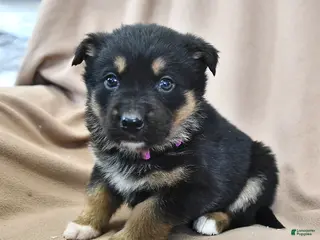 Mixed Breed dogs Heidi - Ad 34