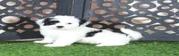 Teddy Bear dogs for sale: Anamarie Gorgeous Female Teddy Bear Puppy - Ad 2
