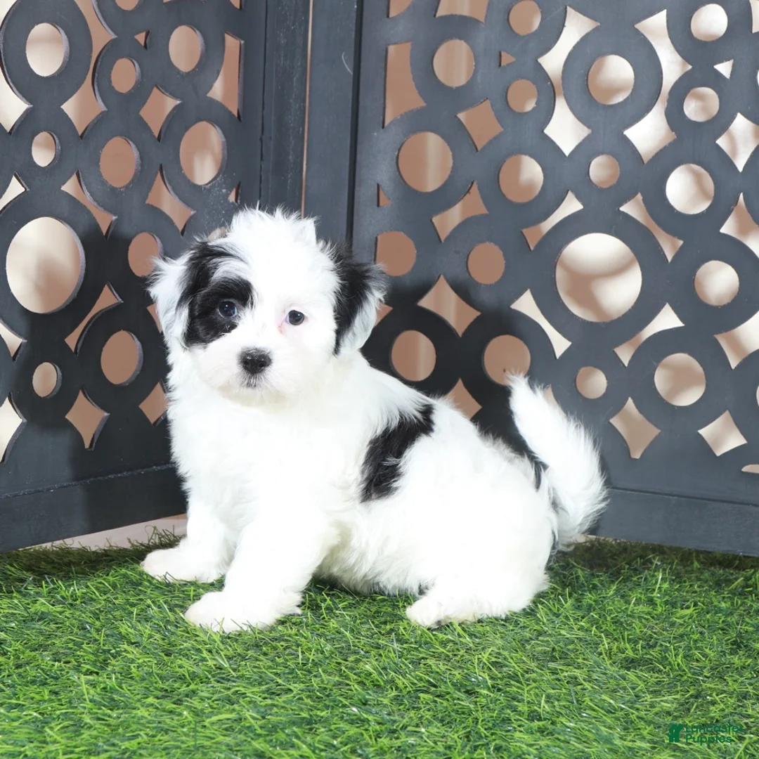 Teddy Bear dogs for sale: Anamarie Gorgeous Female Teddy Bear Puppy - Ad 2