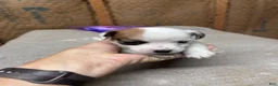 Jack Russell Terrier dogs for sale: Boy 2 - Ad 3