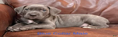 Cane Corso M Puppy Blue Collar