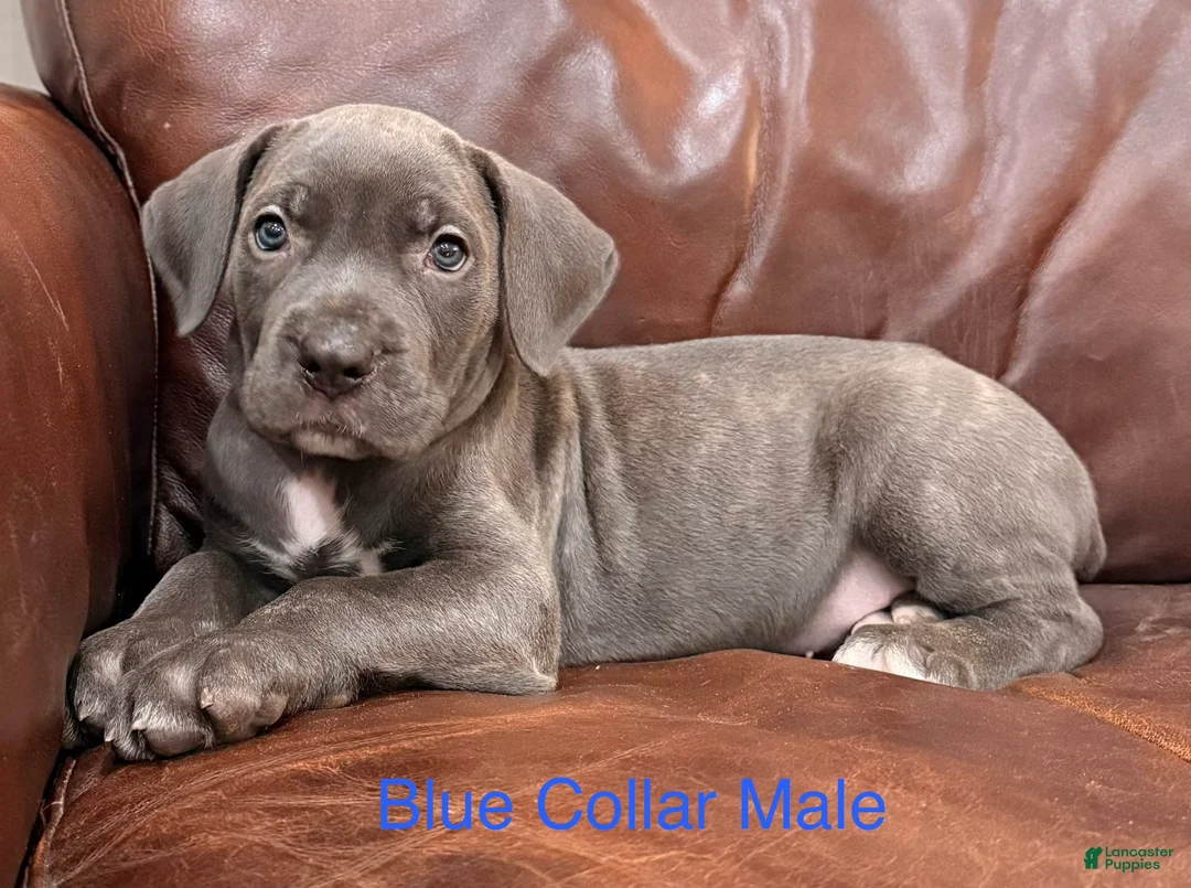 Cane Corso dogs for sale: Cane Corso M Puppy Blue Collar - Ad 1