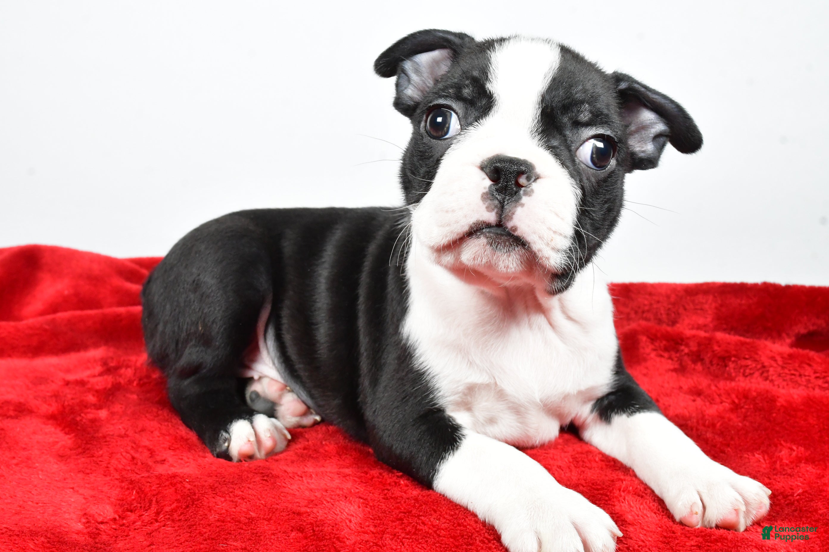 Boston Terrier dogs Isaac - Ad 3