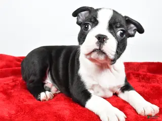 Boston Terrier dogs Isaac - Ad 5