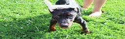 Doberman Pinscher dogs for sale: Doberman Pinscher 1 - Ad 15