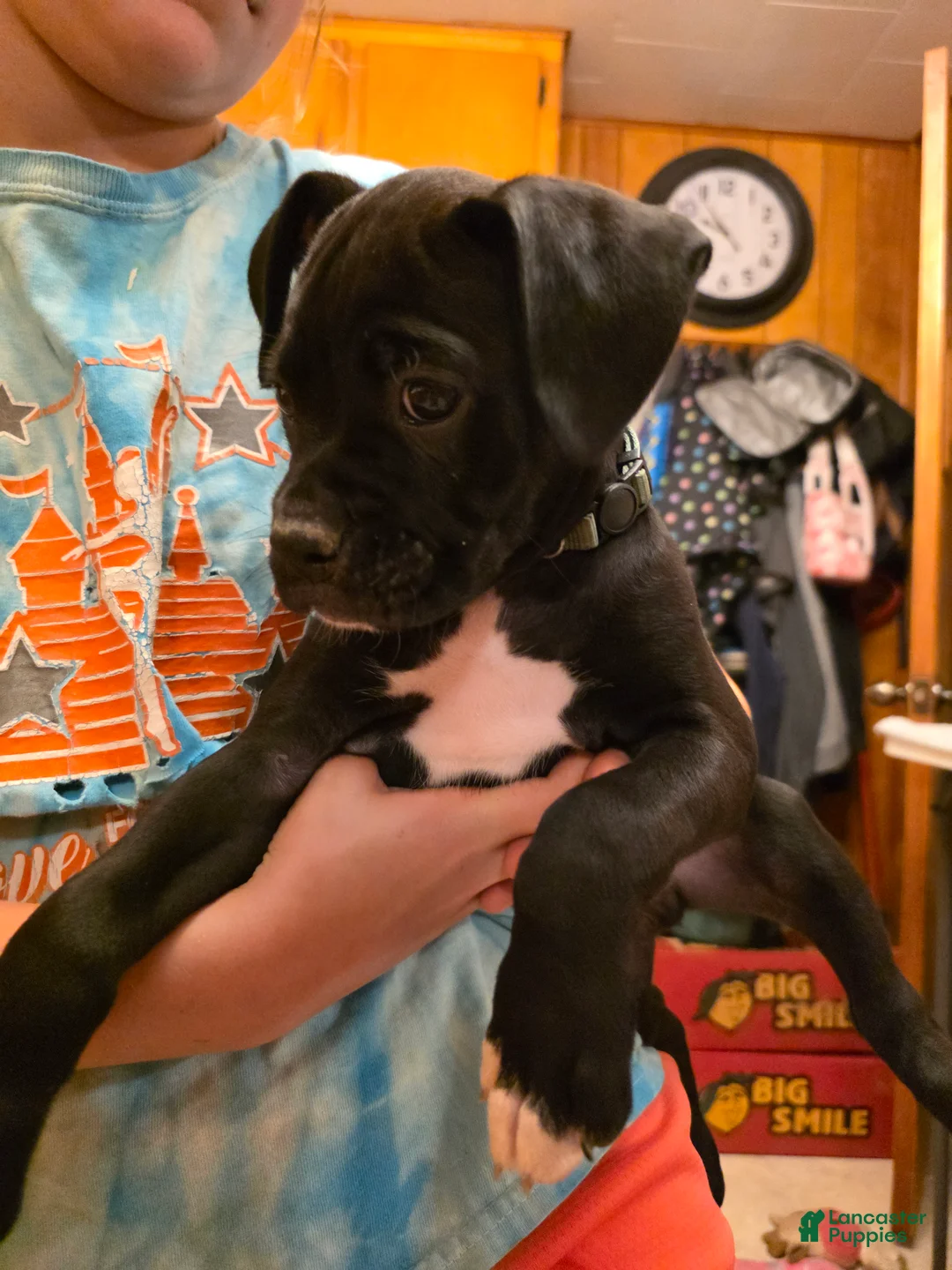 Boxer dogs for sale: Zulu - Ad 1
