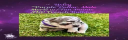 French Bulldog dogs for sale: Uxley “Purple”Collar, Male - Ad 3