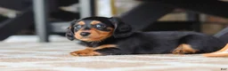 Miniature Dachshund dogs for sale: Arthur  - Ad 10