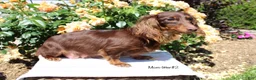 Miniature Dachshund dogs for sale: Cora - Ad 8