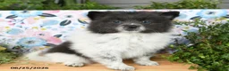 Pomeranian dogs for sale: Chippy - Ad 2