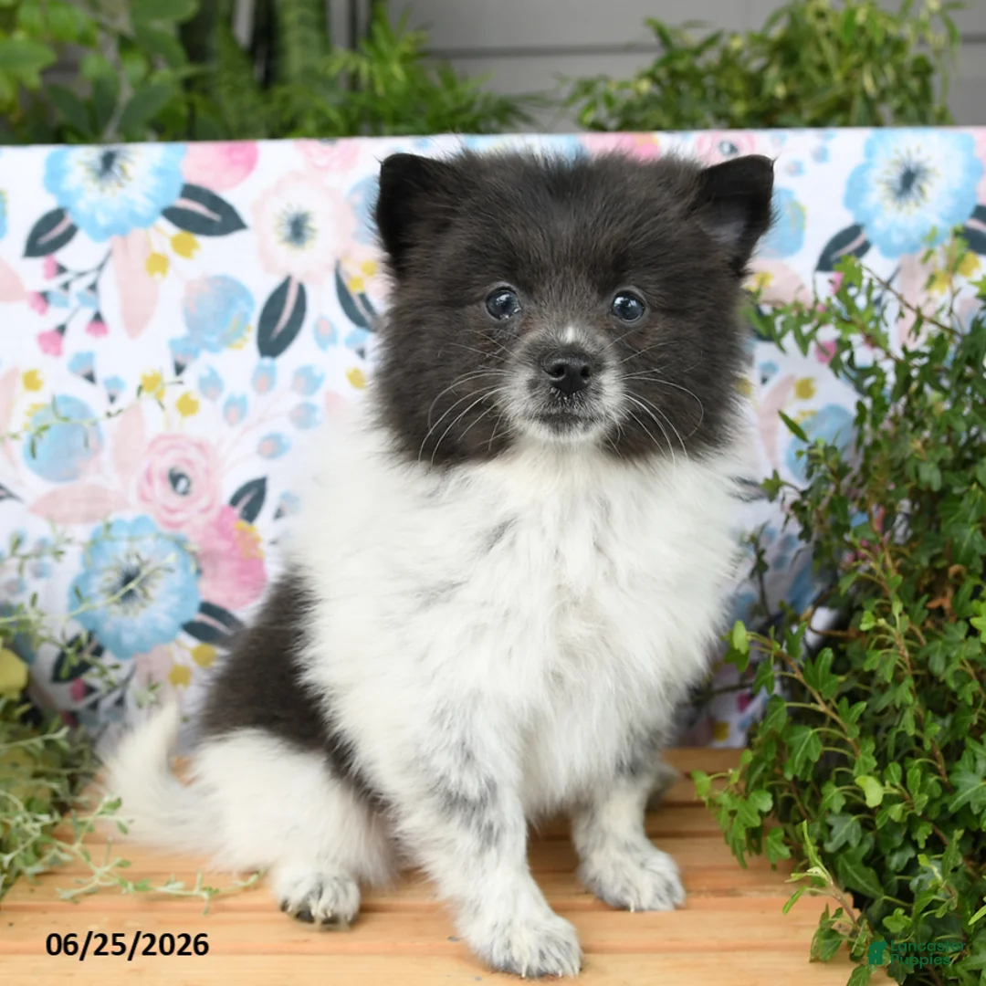 Pomeranian dogs for sale: Chippy - Ad 2