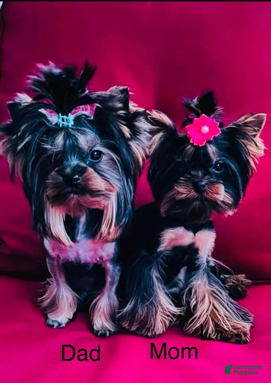 Yorkshire Terrier dogs for sale: Yorkshire Terrier Puppy 4 - Ad 11
