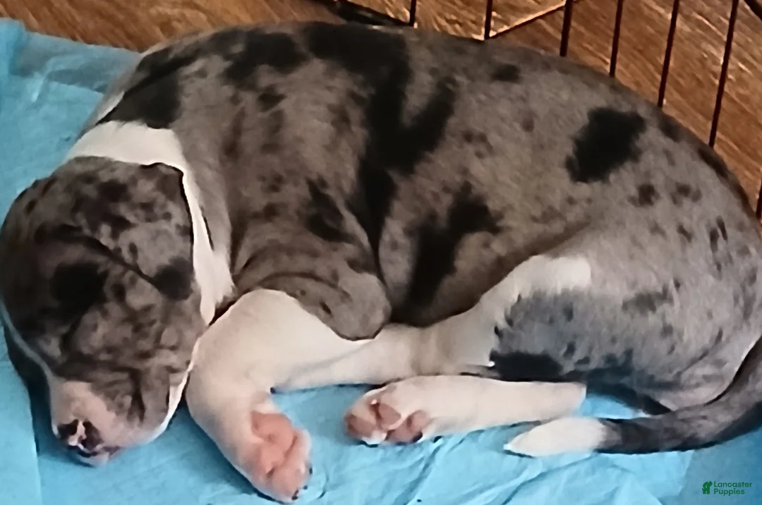 American Pit Bull Terrier dogs for sale: American Pit Bull Terrier 6 - Ad 2