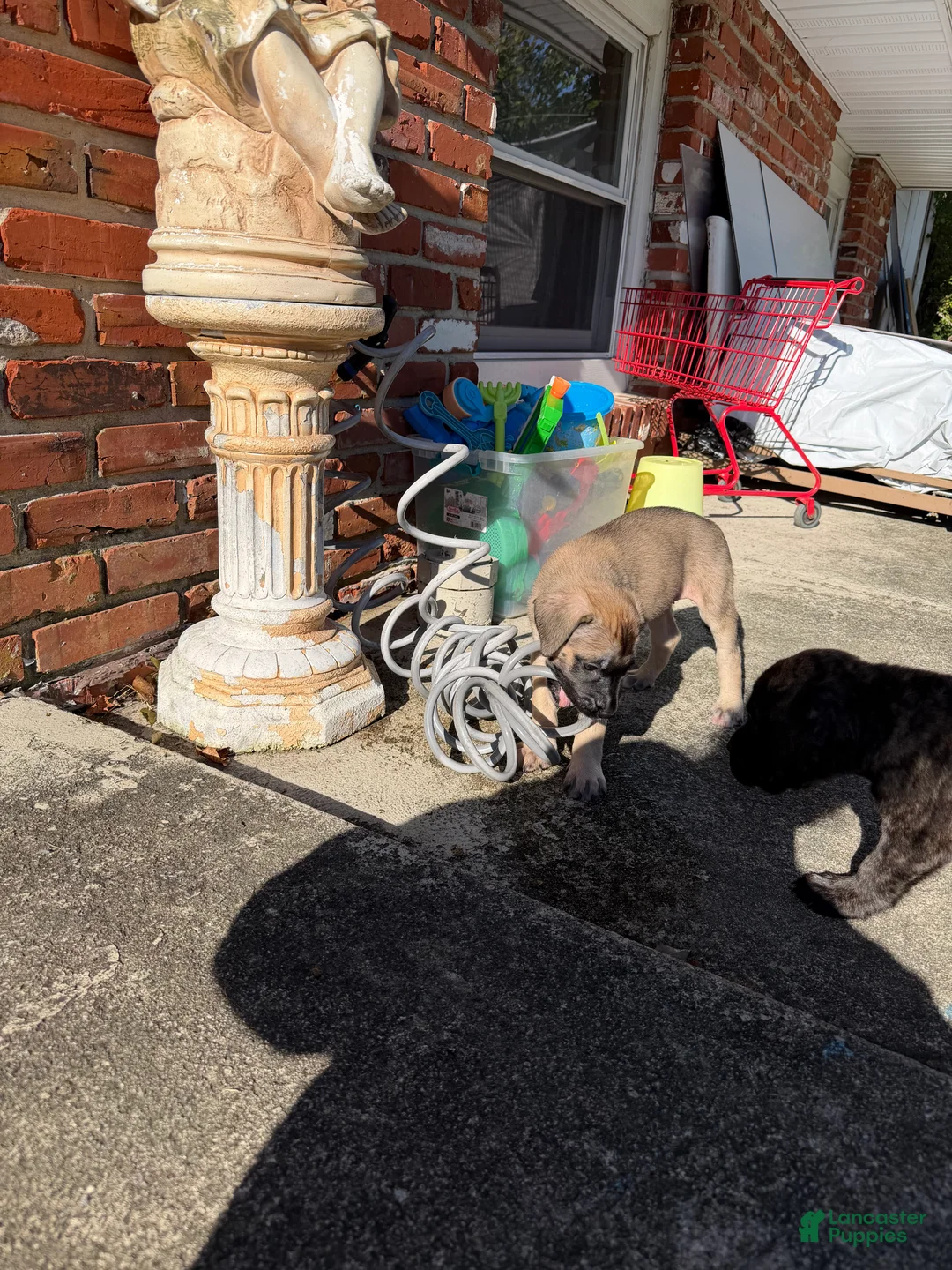English Mastiff dogs for sale: Banshee - Ad 2