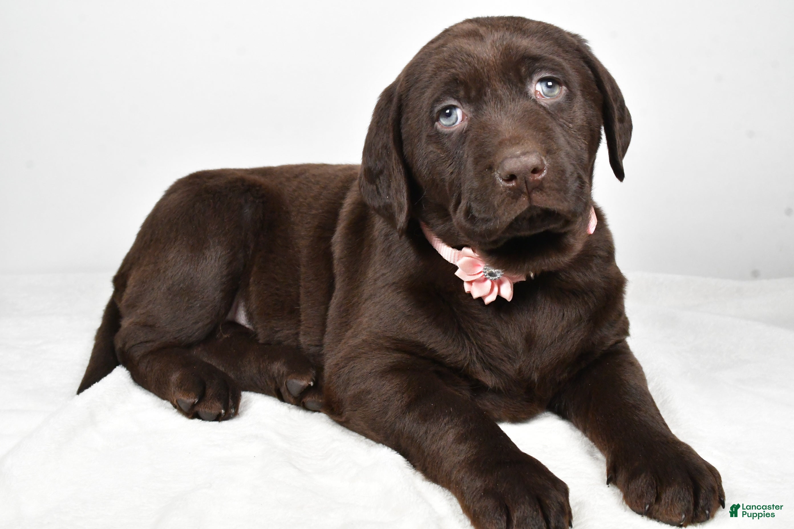 Labrador Retriever dogs Nova - Ad 2
