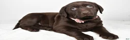 Labrador Retriever dogs for sale: Nova - Ad 2
