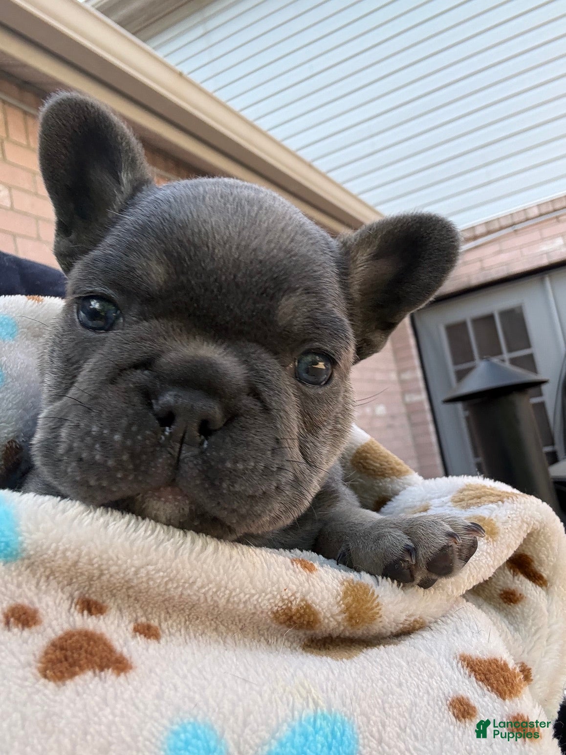 French Bulldog dogs Ollie - Ad 1