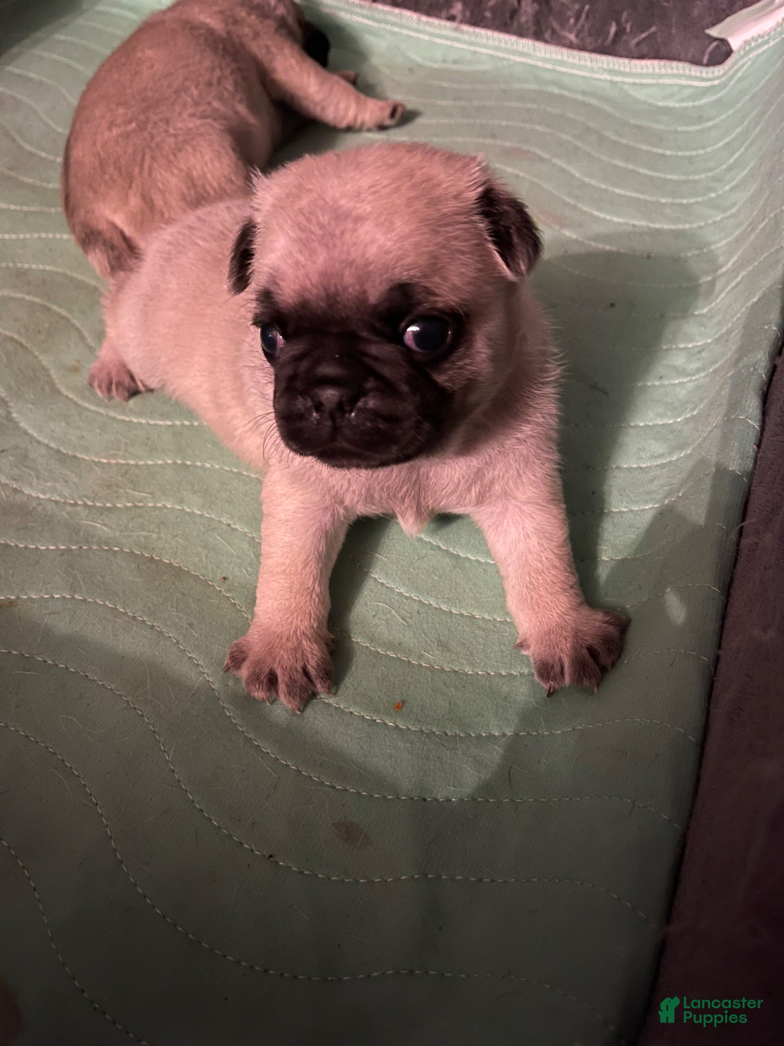 Pug dogs Pug Puppy 1 - Ad 1