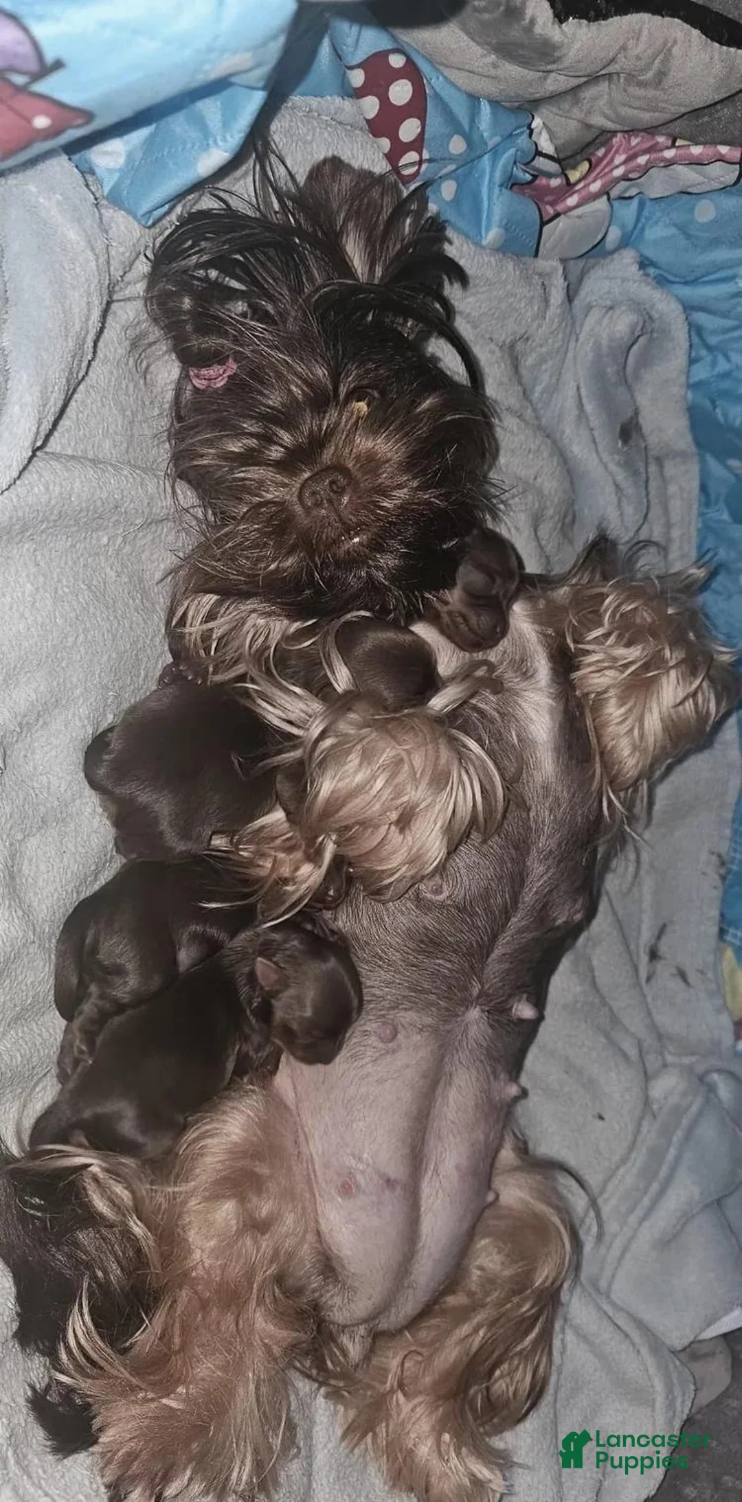Yorkshire Terrier dogs for sale: Brownie - Ad 2