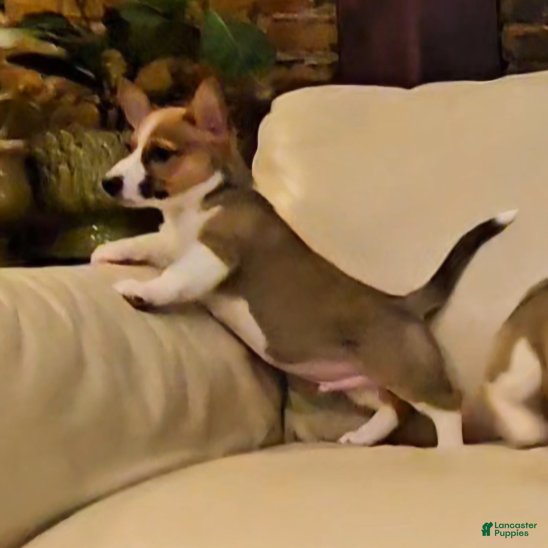 Mixed Breed dogs Jasper - Ad 2