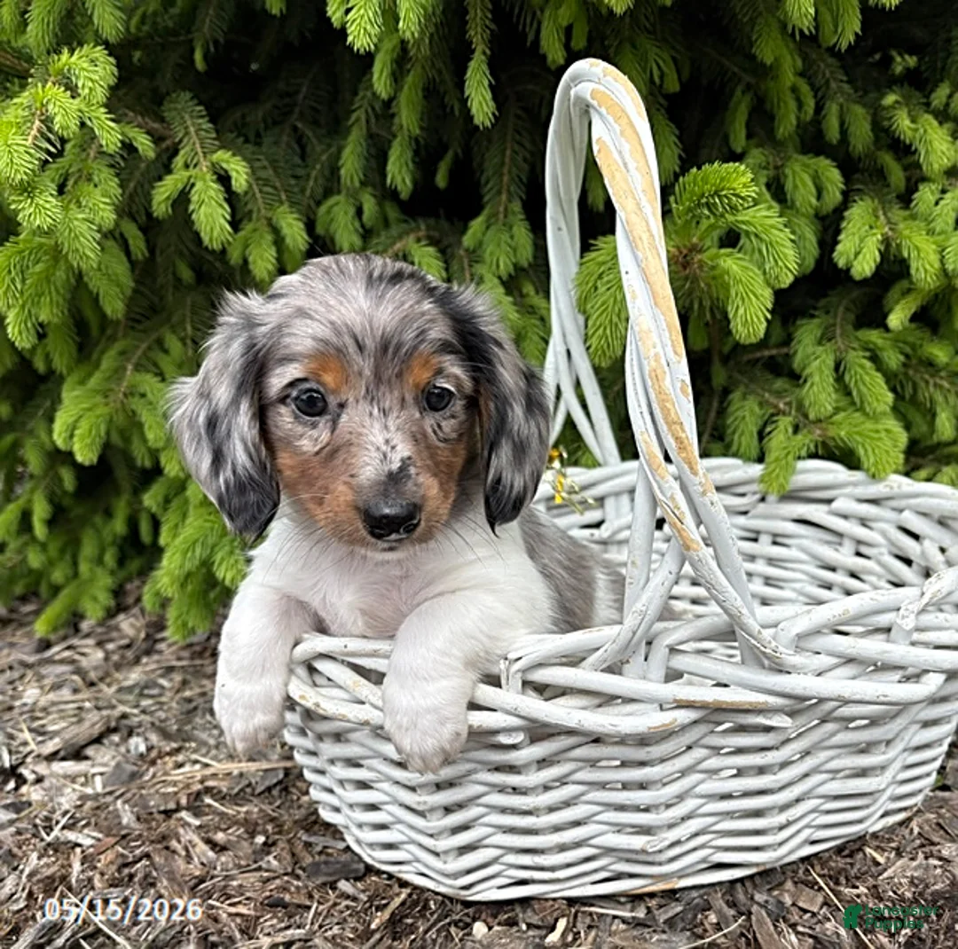 Dachshund dogs for sale: Elsa - Ad 2