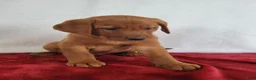 Labrador Retriever dogs for sale: Blaze - Ad 9