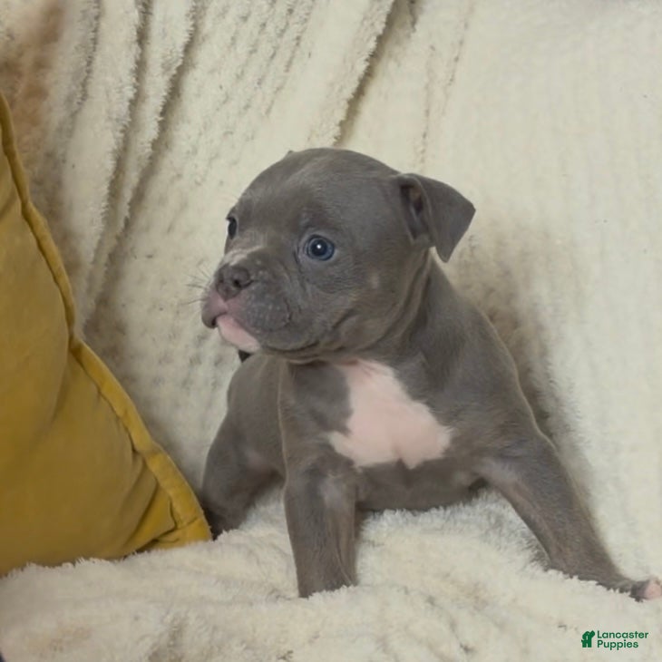 American Bully dogs El - Ad 2