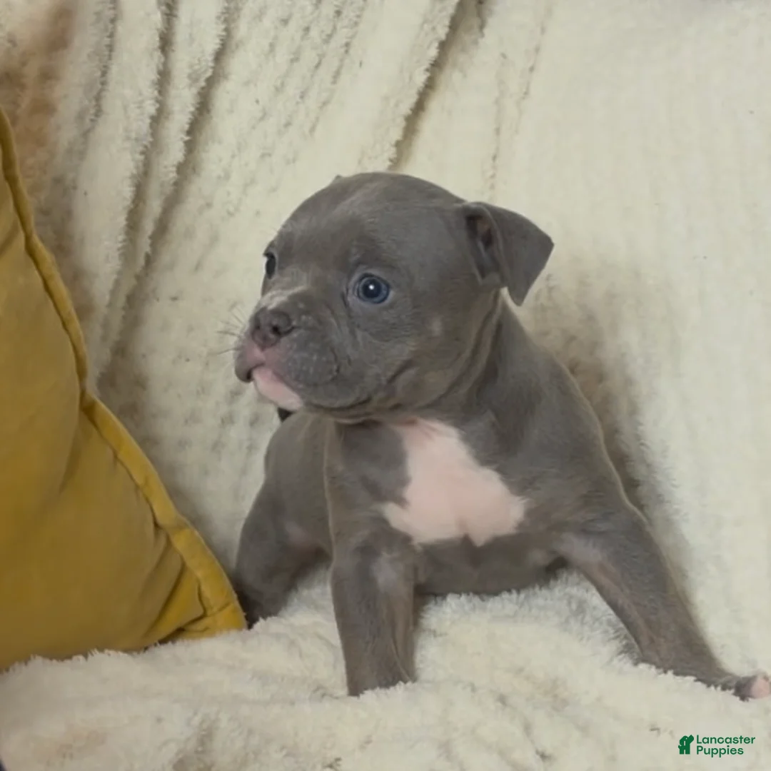 American Bully dogs for sale: El - Ad 2