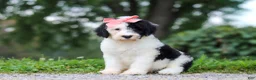 Sheepadoodle dogs for sale: Alayna - Ad 4