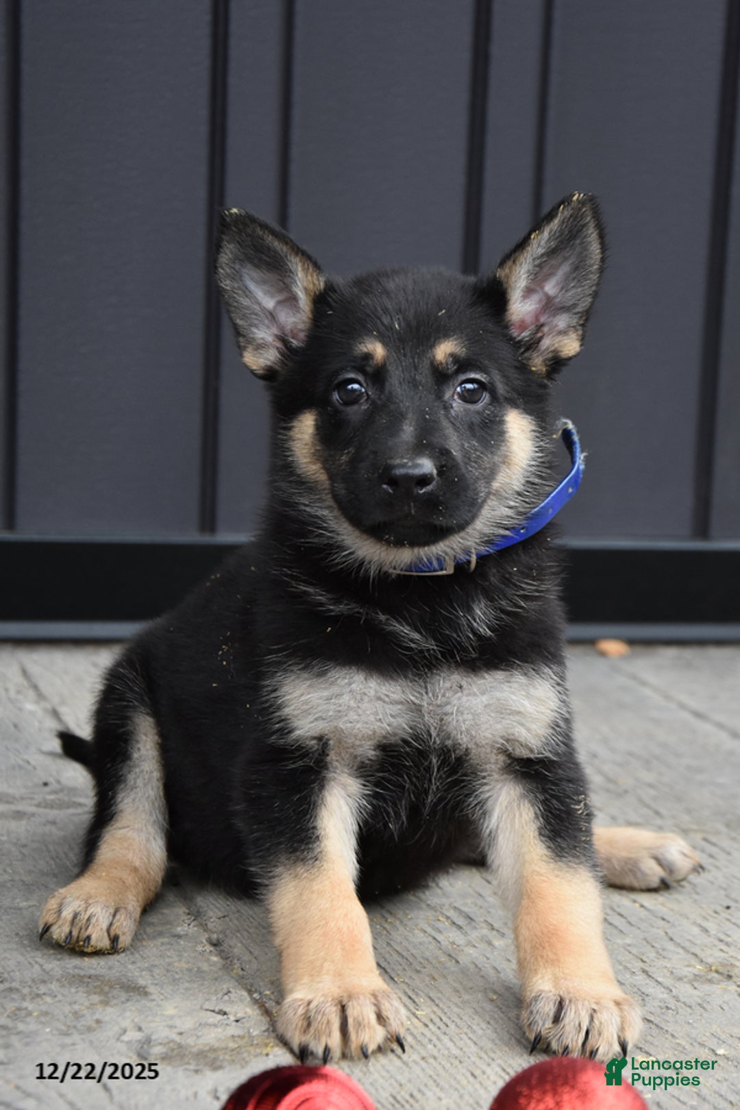 German Shepherd dogs for sale: Lilly - Ad 1