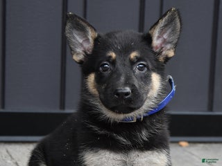 German Shepherd dogs Lilly - Ad 18