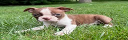 Boston Terrier dogs for sale: Boston Terrier  - Ad 5