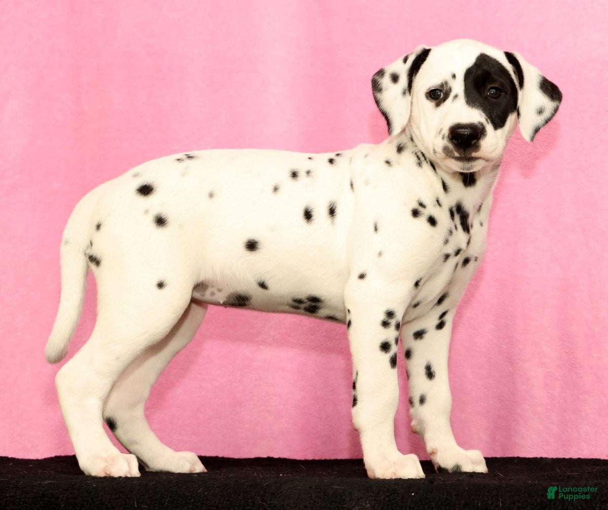 Dalmatian dogs Jane - Ad 2