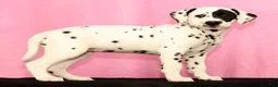 Dalmatian dogs for sale: Jane - Ad 2