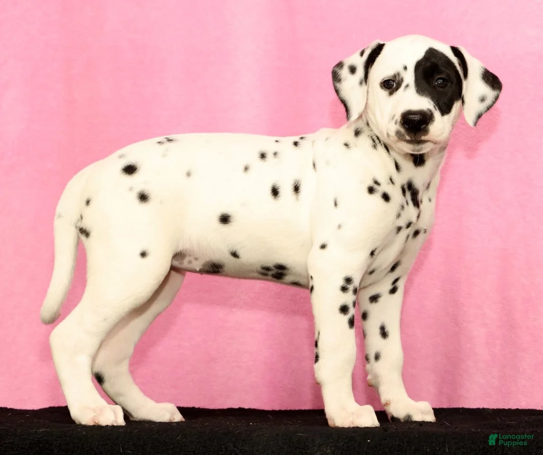 Dalmatian dogs for sale: Jane - Ad 2