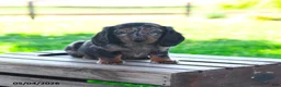 Miniature Dachshund dogs for sale: Shiloh - Ad 1