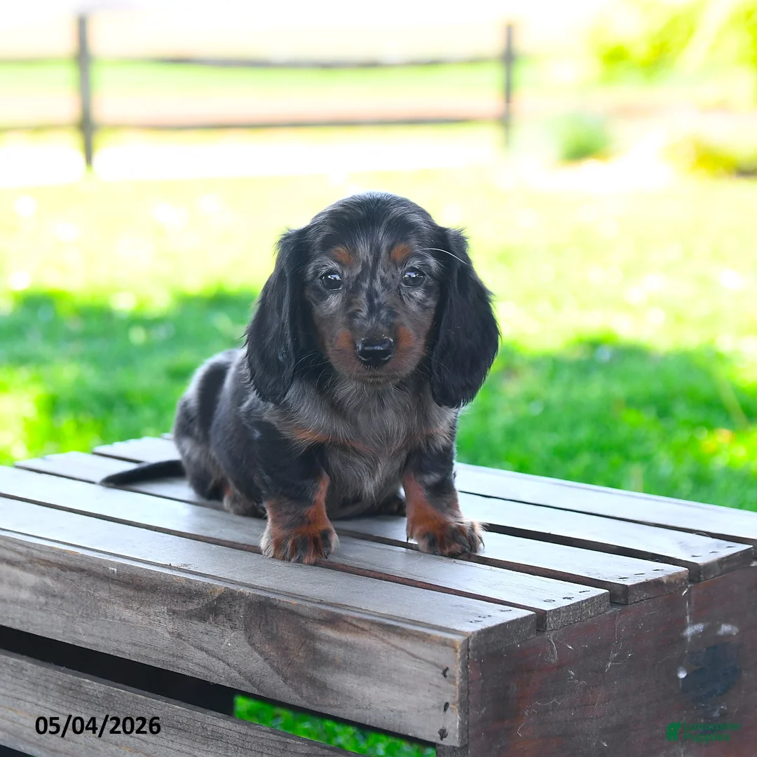 Miniature Dachshund dogs for sale: Shiloh - Ad 1